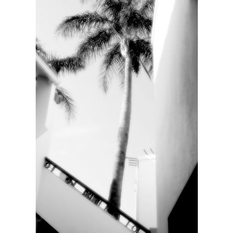 Summer Palm-Wendover-WEND-CK0170-Wall Art-1-France and Son