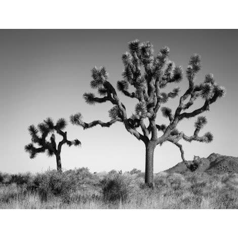 Joshua Landscape-Wendover-WEND-CK0544-Wall Art-1-France and Son