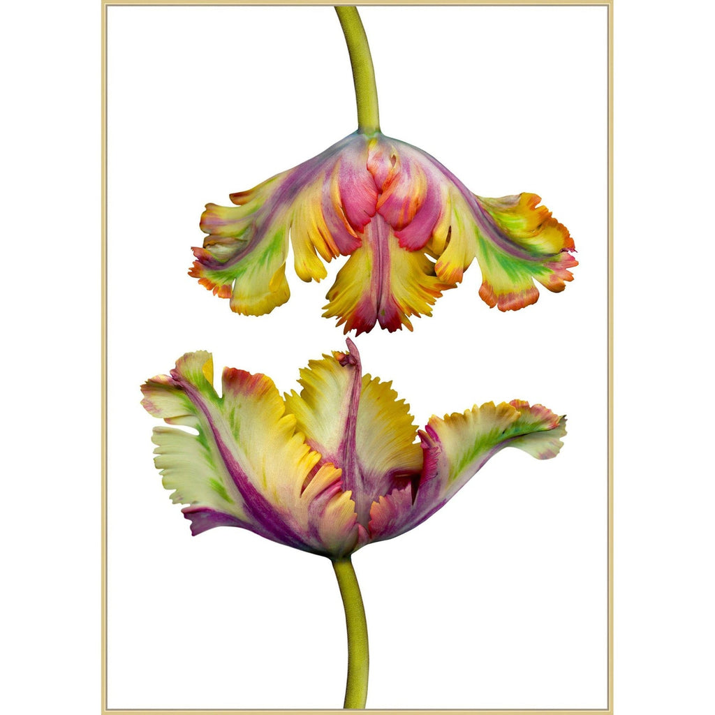 Parrot Tulip on Black-Wendover-WEND-WLA1555-Wall Art-1-France and Son