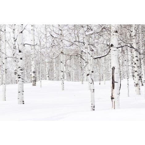 Winter Birch-Wendover-WEND-WLD1829-Wall Art-1-France and Son