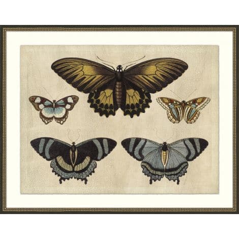Crackled Butterfly Chart-Wendover-WEND-WNT2044-Wall ArtII-2-France and Son