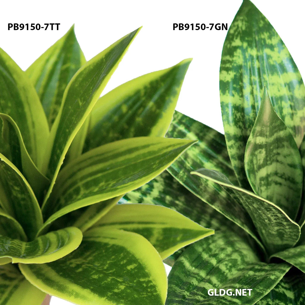 Sansevieria - Set 12-Gold Leaf Design Group-GOLDL-PB9150-7GN-PlantersSansevieria Green - 12"H - Set of 12-6-France and Son